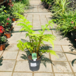 Cyathea Australis/Cooperi / Bouskoura Maroc